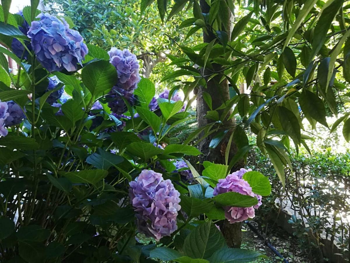 Il Giardino Degli Agrumi Caserta Ngoại thất bức ảnh
